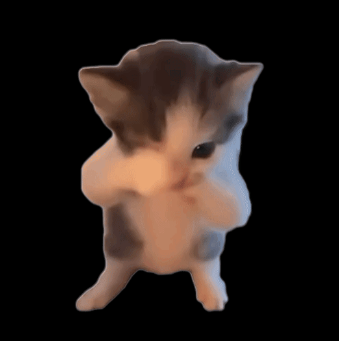 scuba cat